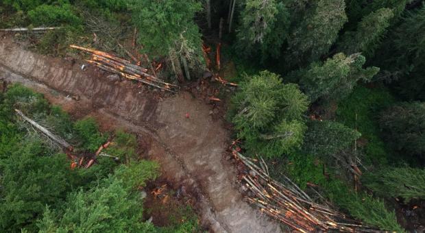 Logging in the Spuzzum Valley in British Columbia in the habitat of the endangered spotted owl. Photo: Joe Foy / Wilderness Committee