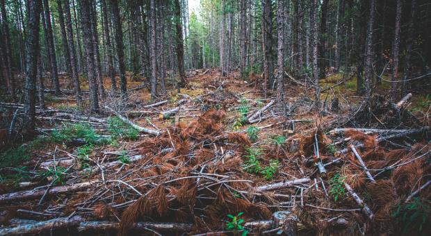 Unprotected forest in Algonquin Provincial Park