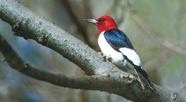 Red-headed woodpecker. Current status: special concern (photo: Robert McCaw).