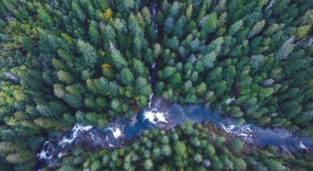 Old-growth forest in Spuzzum Valley