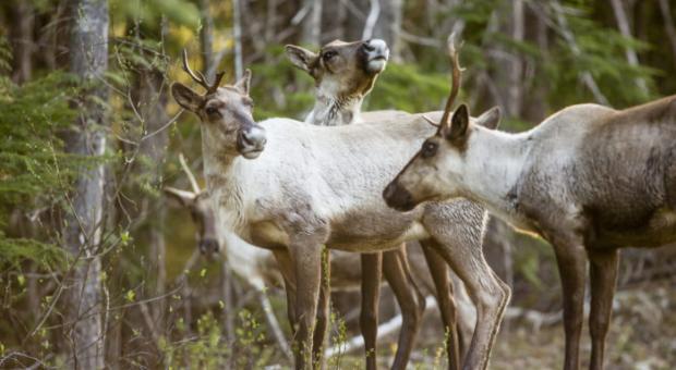 PHOTO David Moskowitz