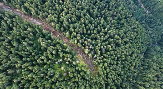 Argonaut Creek is part of the inland temperate rainforest ecosystem, which is the last large scale inland temperate rainforest left on earth. The valley is also habitat for mountain caribou, an endangered species. (Photo credit Echo Creek Conservation Society)