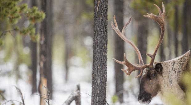 The area that was slated for logging overlapped with federally designated critical habitat for the Columbia North caribou herd, the largest herd remaining in the Kootenays. Photo: David Moskowitz