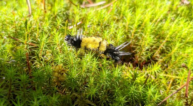 Peat caterpillar