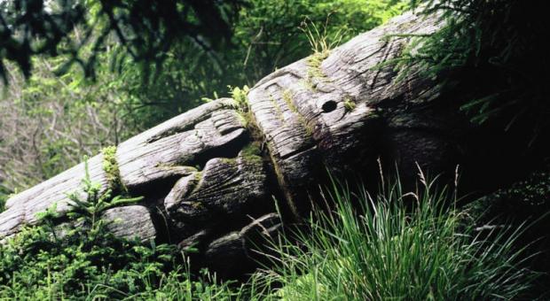 Beaver totem at Ninstints (via Times Colonist)