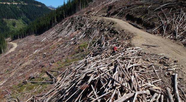 Stacks of logs left as waste in the Skagit Headwaters Donut Hole. Wilderness Committee file photo.