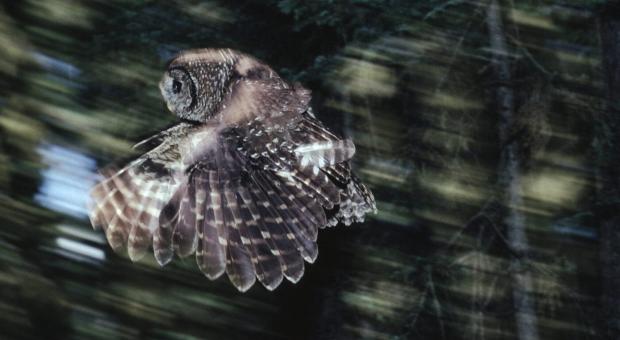 Northern spotted owls, pictured here in the Olympic National Forest in Washington State, were presumed extinct in the Canadian wild until a breeding pair was discovered in a B.C. valley slated for logging. A new provincial-federal nature agreement will work to protect species at risk in B.C., where no endangered species legislation currently exists. Photo: Bill Stevenson / Cavan