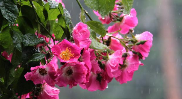 View from the kitchen window | Photo: Joe Foy