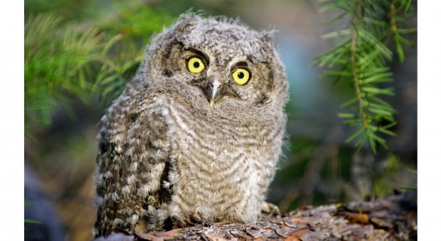 Wayne Lynch's photo of a fluffy western screech owl chick with bright yellow eyes sitting on a tree branch.