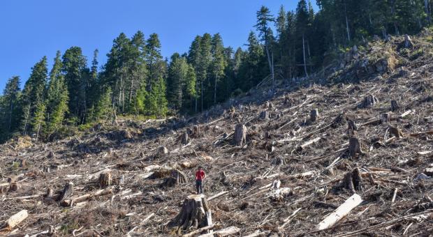 Logging in of old-growth in Caycuse Valley by Teal Jones, Oct. 2020 (Wilderness Committee)