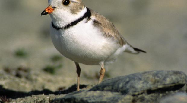 Closeup of a piping plover standing in the sand