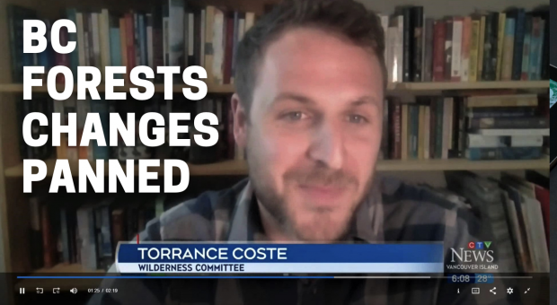 Screenshot of Campaigner Torrance Coste on a TV interview about BC forest policy.