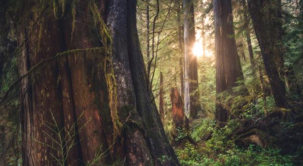 Sun shining through coastal rainforest, with a big tree in the foreground