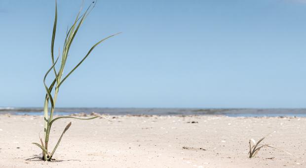 A dry lakeshore with one lone grass