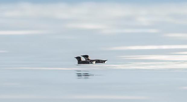 Two marbled murrelets floating on the ocean