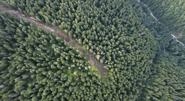Aerial view of a logging road getting built into otherwise intact forest with creeks on the right.