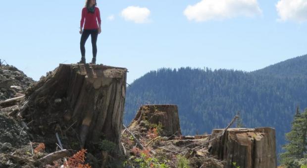 A woman stands on one of three large stumps in a clear cut.