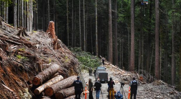 Photo: tree-sit in the Caycuse, Vancouver Island (Mike Graeme).