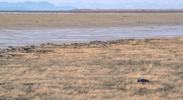 Grassy shores of the Fraser river with a single great blue heron standing in the grass.