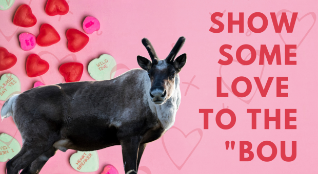 A boreal caribou with candy hearts and a pink background. Text: Show some love to the 'bou.