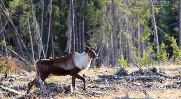 Threatened mountain caribou from the À La Pêche herd near Grande Cache, Alberta. Photo John E. Marriott