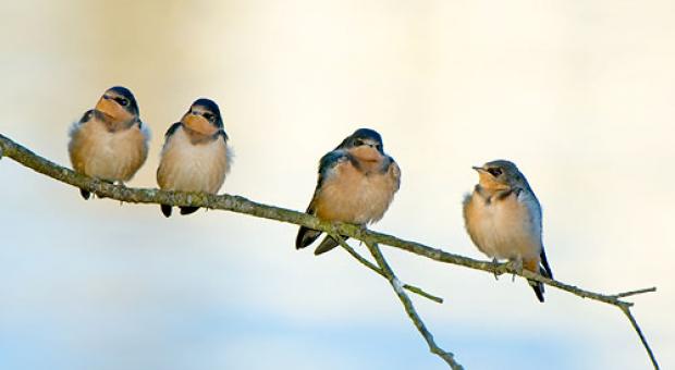 Four barn swallows perched on a branch.