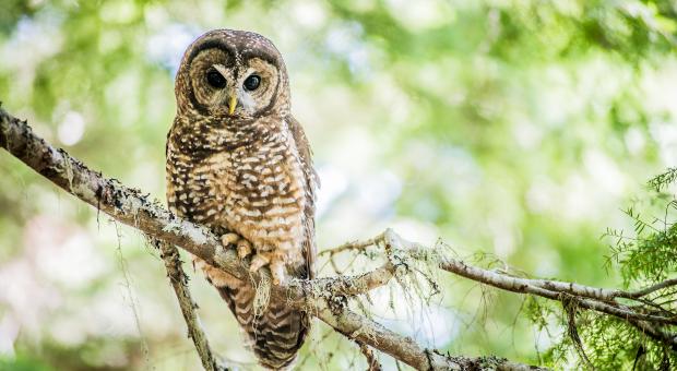 A spotted owl looking down from a branch.