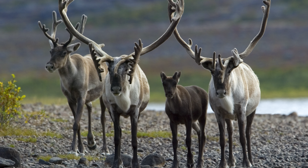 Three adult caribou and a calf. 