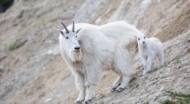 Mother mountain goat and kid on a rocky slope.