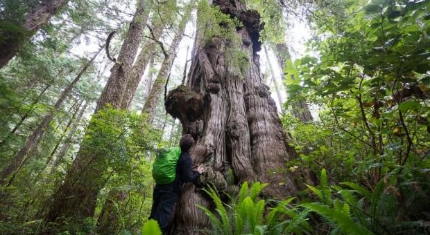 Ancient Forest Alliance campaigner Ian Illuminato stands beside an old-growth red cedar in an approved cutblock in Uchucklesaht and Tseshaht Nation territories. (T.J. Watt)