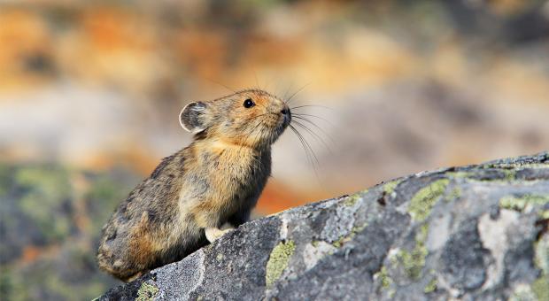 A collared pika (small mammal) standing on a rock.