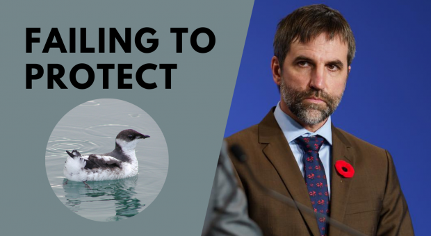 Environment Minister Steven Guilbeault and a marbled murrelet