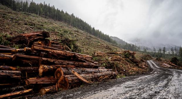 Sierra Club BC. At-risk old growth forest was logged in April 2022 that should have been identified as a candidate for immediate deferral (Mya Van Woudenberg).