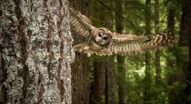 Spotted owl flying