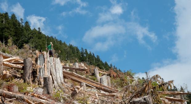 Wilderness Committee National Campaigner Torrance standing on a giant old-growth stump in the middle of a proposed old-growth area