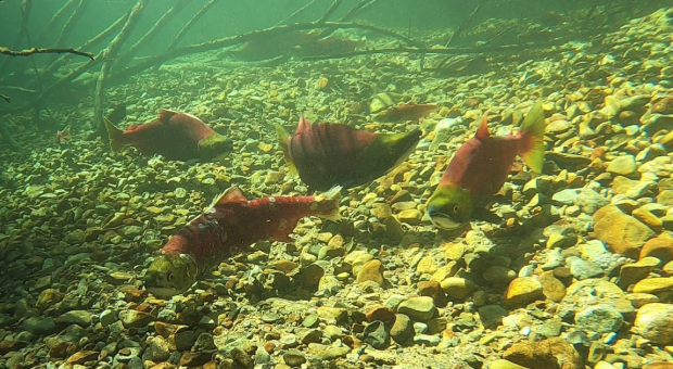 A run of salmon - one of them look sick with white spots and a decaying tail. End of image description.