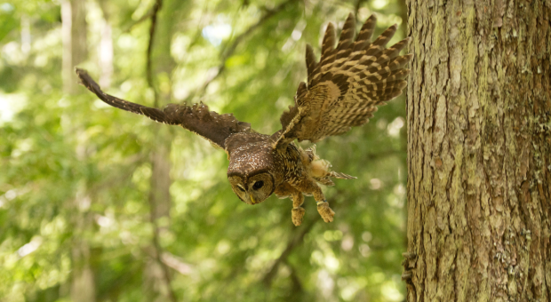 A spotted owl flying through the forest. End of image description. 