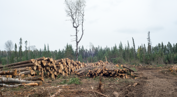 A stack of logged trees at Duck Mountain. End of image description. 