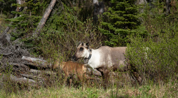 A caribou cow and calf in the forest. End of image description. 