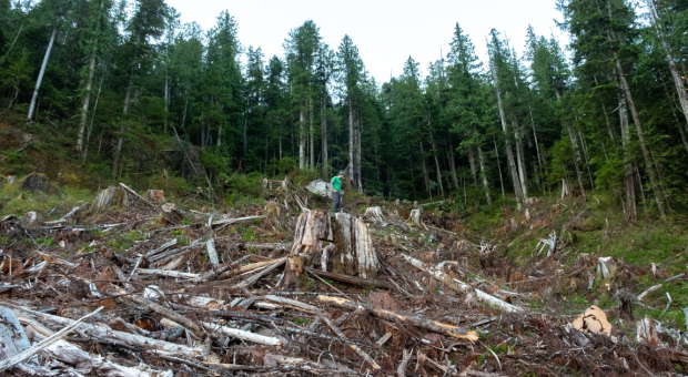 A man standing on top of a clearcut stump. End of image description. 