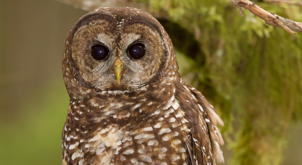 A spotted owl stares at the camera. End of image description.