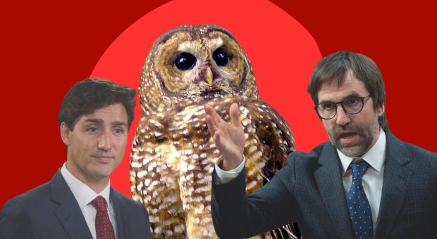 Spotted owl shown with Prime Minister Justin Trudeau and Environment Minister Steven Guilbeault