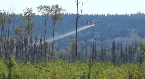 helicopter sprays Kingdom-killing glyphosate on trees destined for logging