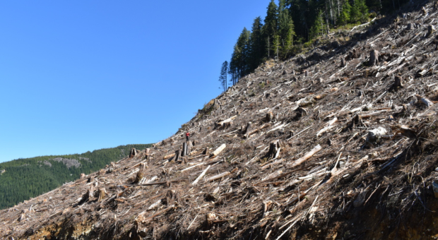 Someone standing in the middle of a large patch of logged old-growth. End of image description.