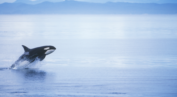 A killer whale breaching our of the water. End of image description. 