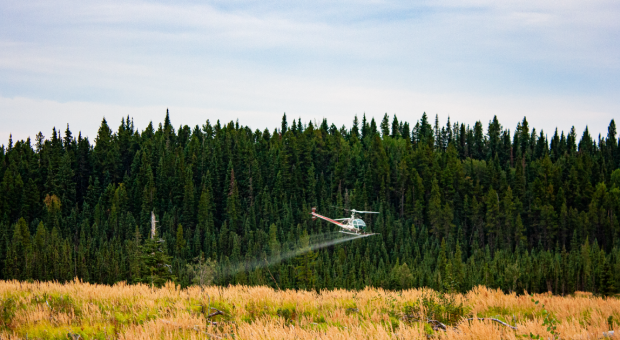 A helicopter spraying herbicide over a field. End of image description.