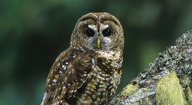 A spotted owl perched on a tree, looking at the camera. End of image description.