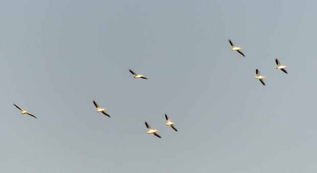 Pelicans flying near Pemmican Island