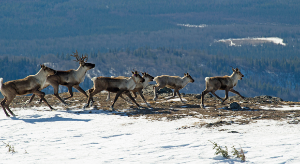 Members of a caribou herd running together in the snow. End of image description. 