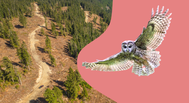 Spotted owl on a backdrop of logged habitat